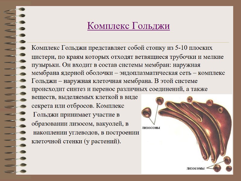 Комплекс Гольджи  Комплекс Гольджи представляет собой стопку из 5-10 плоских цистерн, по краям